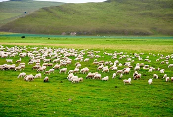 

Laeacco Green Grassland Farm Sheep Goat Mountain Scenic Photographic Backgrounds Photography Backdrops For Photo Studio