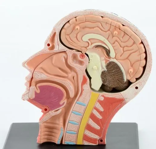 Beste Dental lab Tandarts 4D Menselijk Hoofd Anatomie Medische schedel model skelet Ooit na hoge poppen