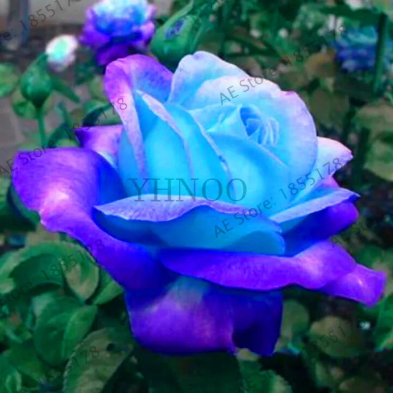 Loss Promotion!200 pcs/bag Rare blue pink rose garden bonsai flower plant for home grden plnat pot easy growing fragrant High Ge Loss Promotion!200 pcs/bag Rare blue pink rose garden bonsai flower plant for home grden plnat pot easy growing fragrant High Ge