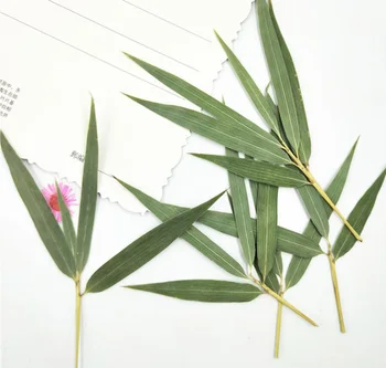 

120pcs Pressed Dried Green Bamboo Leaves+Stalk Flower Plants Herbarium For Jewelry iPhone Phone Case Frame Making Accessories