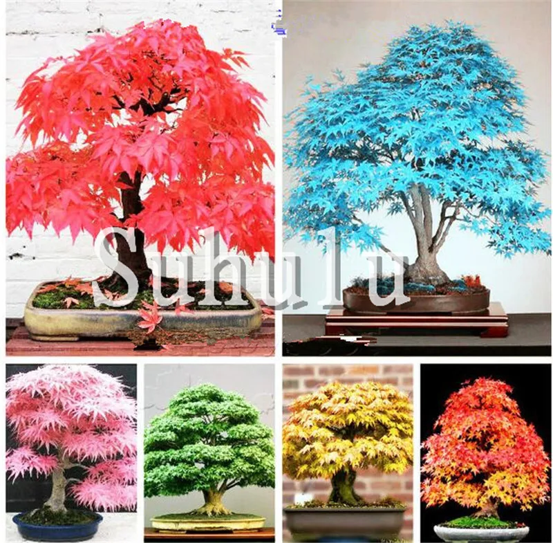 

50 Pcs/Pack New Arrival Bonsai Bule Japanese Maple Beautiful Plants gaint maple Tree flores Bonsai Home Garden Decor DIY Plants
