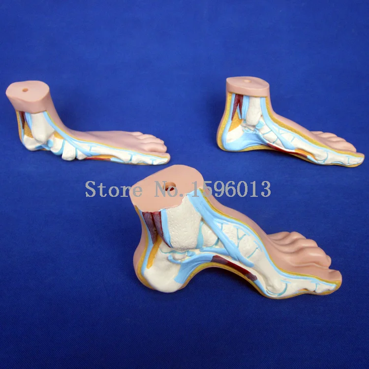 

Normal, Flat and Arched Foot Model,human foot model 3pcs/set