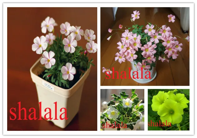 

Oxalis bonai Flower Multi Color Oxalis Shamrock High Harvest Flower Bonsai plant Perennial Outdoor for Home Garden 100Pcs