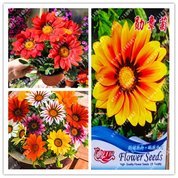 

Original package-True Medal Daisy Species Chrysanthemum Potted Flowers Gazania Sunflower Africa for home garden