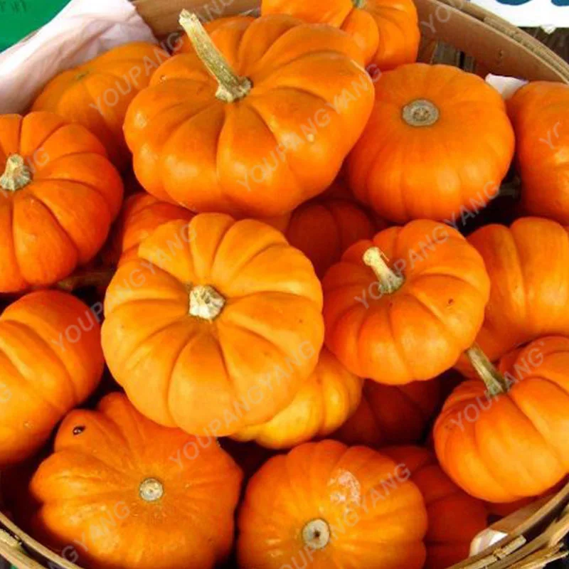 Тыква одна. Тыква делишес. Пампкин пампкин тыква пампкин. Тыква на белом фоне. Гладкая тыква.