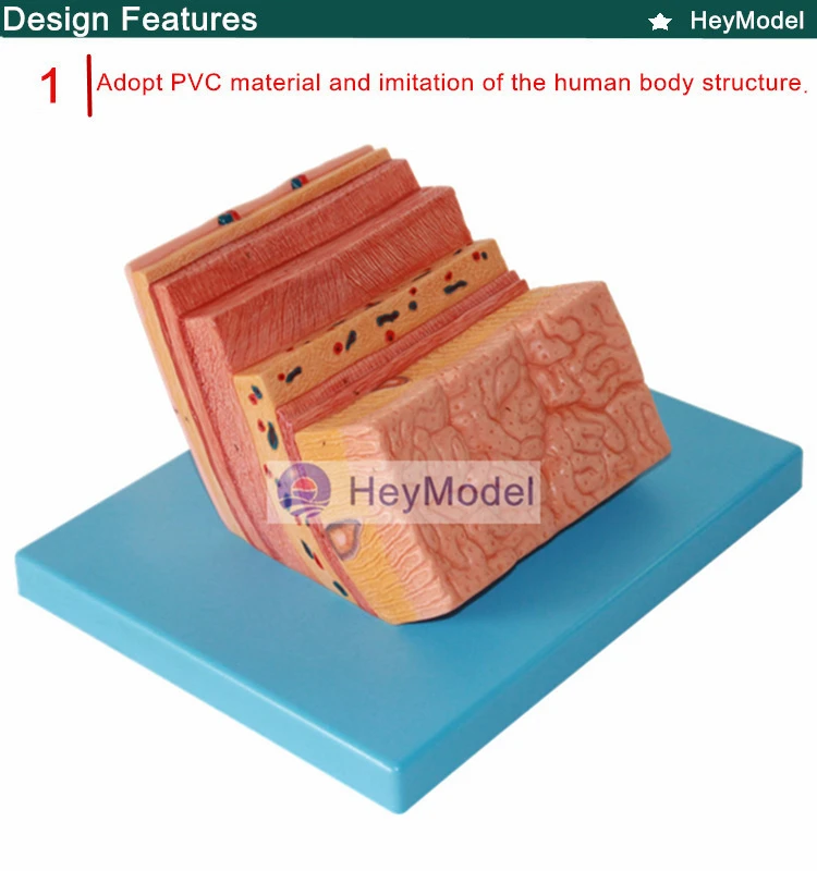 Heymodel стенки желудка уровень анатомическая модель