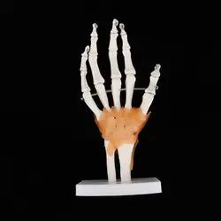 Модель скелета человека на базовой подставке, анатомическая модель человека, шарнирный, Размер жизни
