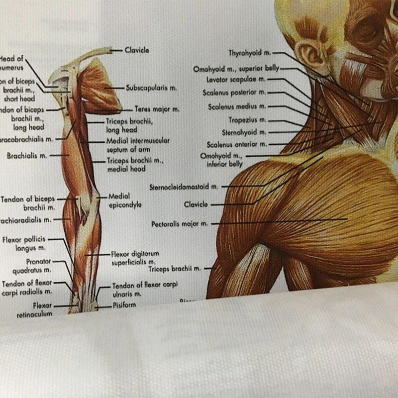 WANGART Анатомия человека аллергия диаграмма Арт плакат печать тела карта холст настенные картины для медицинского образования офис Домашний декор