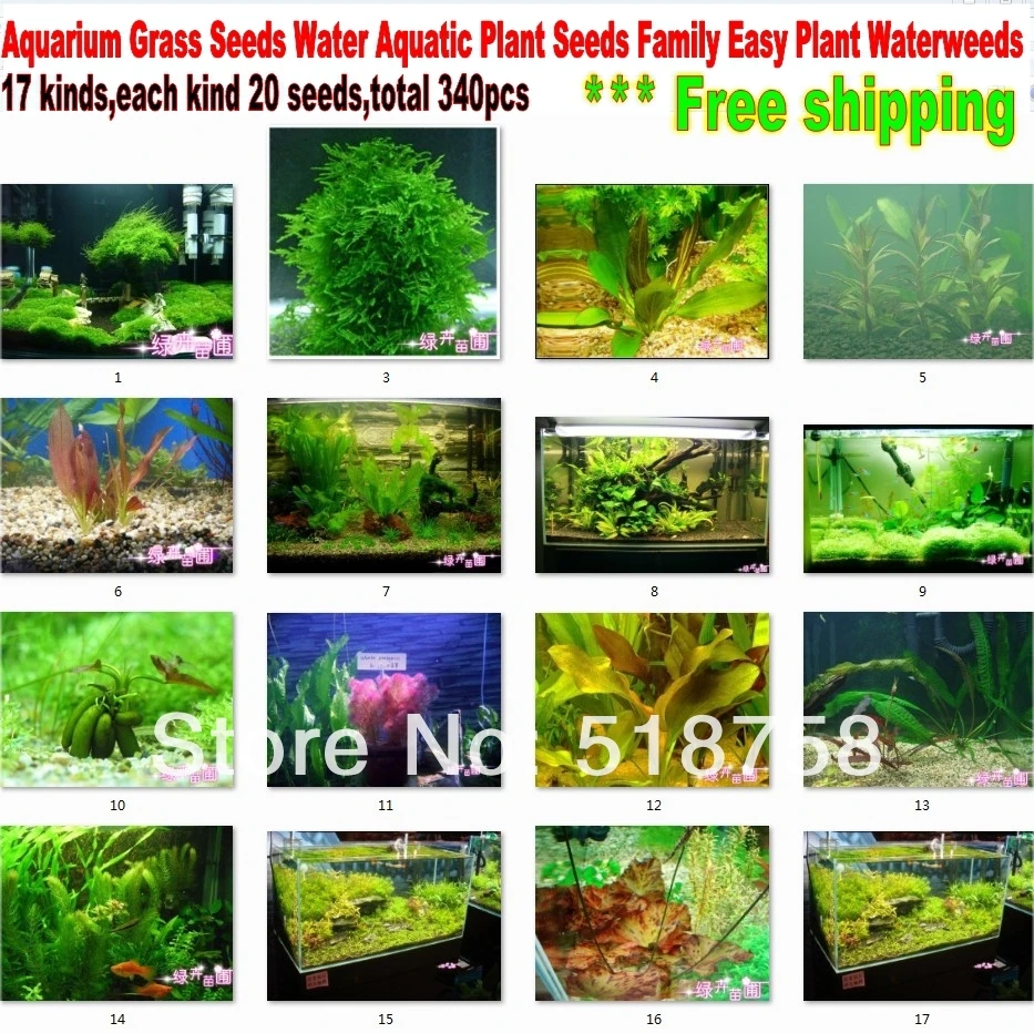 340 Seeds (17Kinds) Aquarium Grass Seeds Water Aquatic Plant Seeds Family Easy Plant Waterweeds