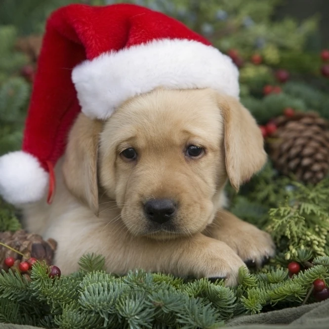 Hawaii  Maui  Labrador Retriever Puppy With Santa Hat In A Christmas Wreath. Poster Print (34 x 22)