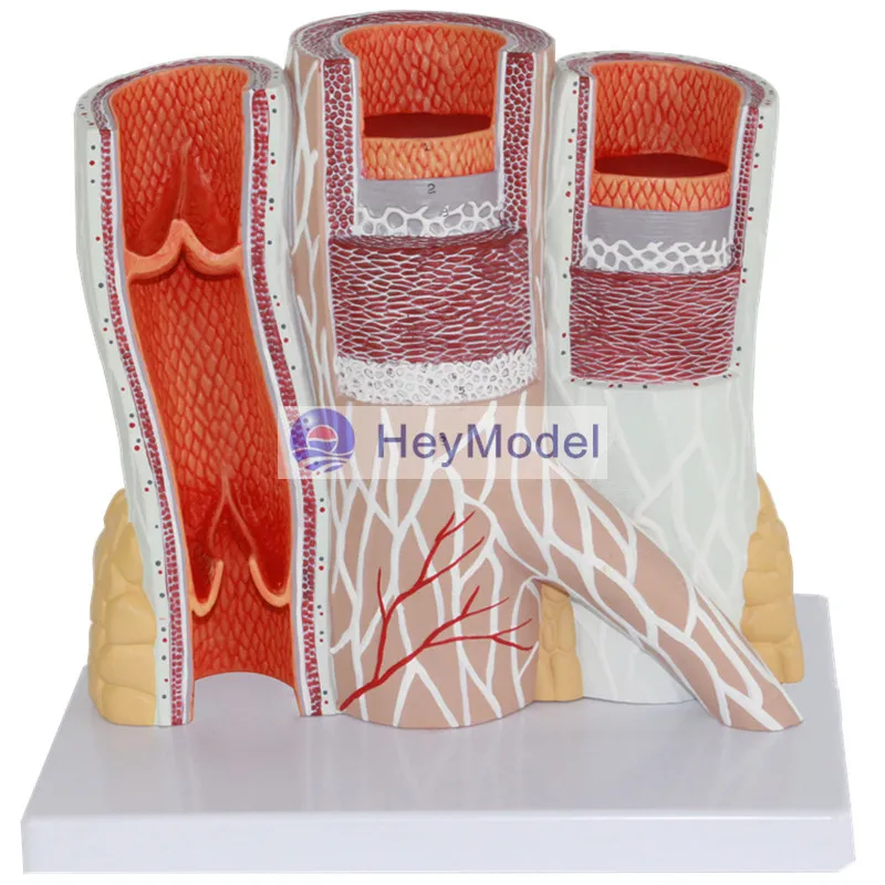 HeyModel Arteries and Veins Anatomy Enlargement Model Human Vascular
