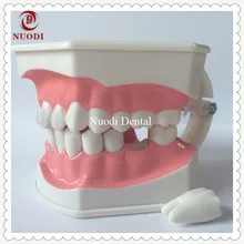Стоматологическая модель для ухода за зубами/г зубная щеточная модель зубов для детского образования/2 раза зубная щеточная модель