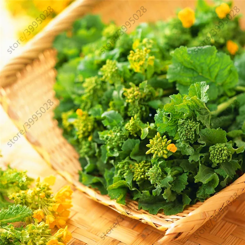 100pcs mustard Japanese Horseradish Seeds Best Seeds Online Free