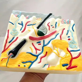 

Human Skin Tissue Structure Anatomical Model Skin Enlargement Model Minimally Invasive Skin Management Medical Teaching Aids