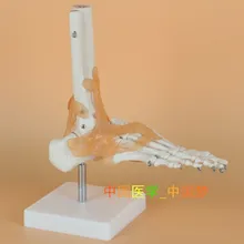 

free shipping Foot joint with ligaments human sole skeleton model