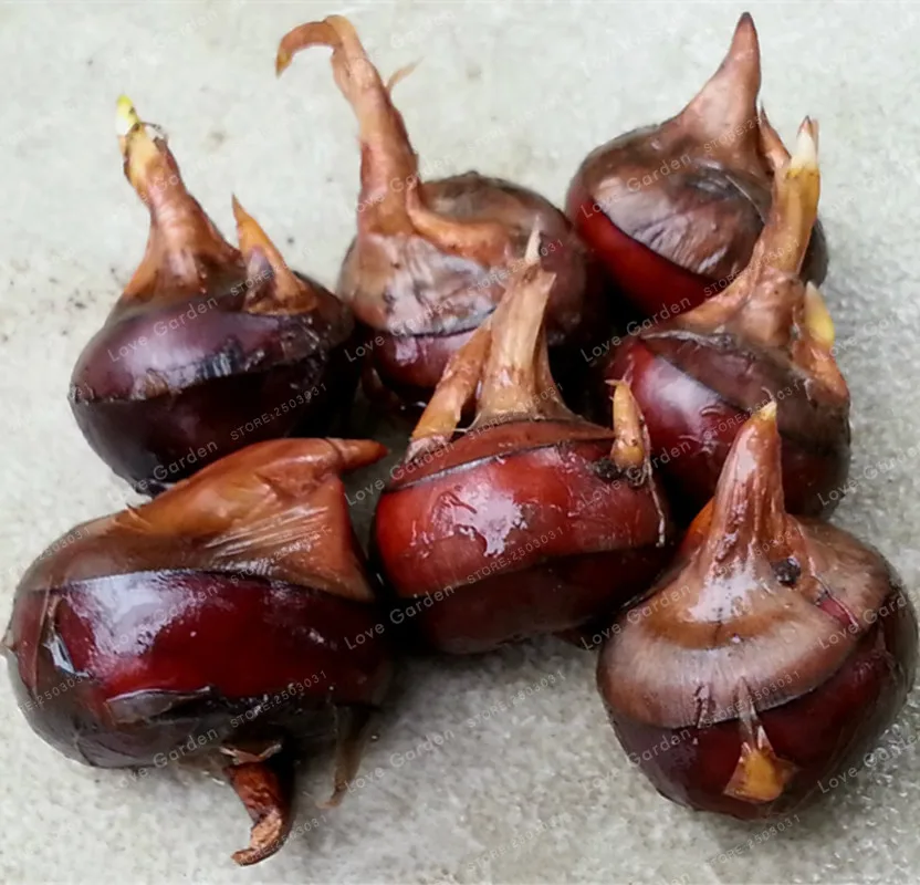 Asian water chestnut plant picture