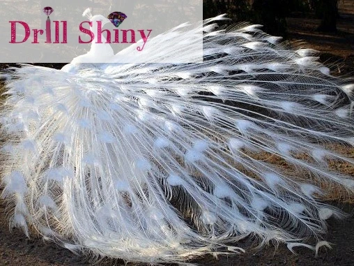 

5D DIY Diamond Painting Full Mosaic Rhinestone Diamond Painting Animal White Peacock Cross Stitch Embroidery Painting Home Decor