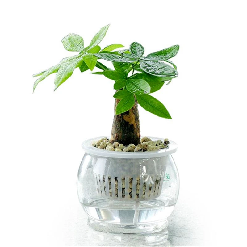 2 Pieces Mini Pachira Macrocarpa Bonsai Hawaiian Make Money Tree Plant Bonsai Pot Indoor Flowers Plant Bonsai DIY Potted Plants 2 Pieces Mini Pachira Macrocarpa Bonsai Hawaiian Make Money Tree Plant Bonsai Pot Indoor Flowers Plant Bonsai DIY Potted Plants