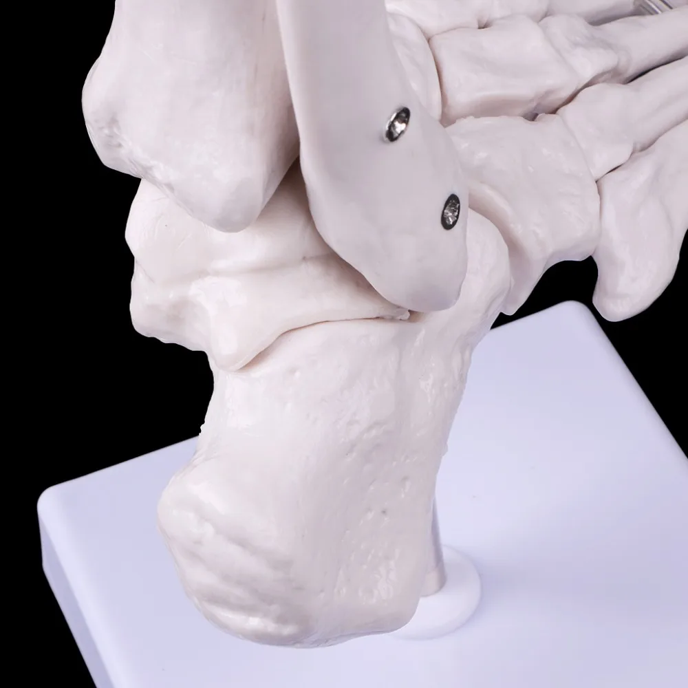 В натуральную величину стопы голеностопного сустава анатомическая медицинская модель скелета Дисплей инструмент исследования