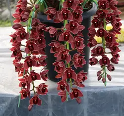 100 шт. темно красный с китайским цимбидиумом Орхидея карликовые деревья цветы для дома, сада бонсай растения цветы украшения дома и сада