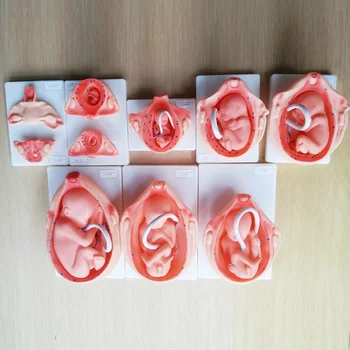 

10 pcs Pregnancy development process model Embryonic uterus Fetus model