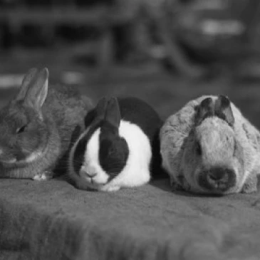 Three rabbits Poster Print (18 x 24)