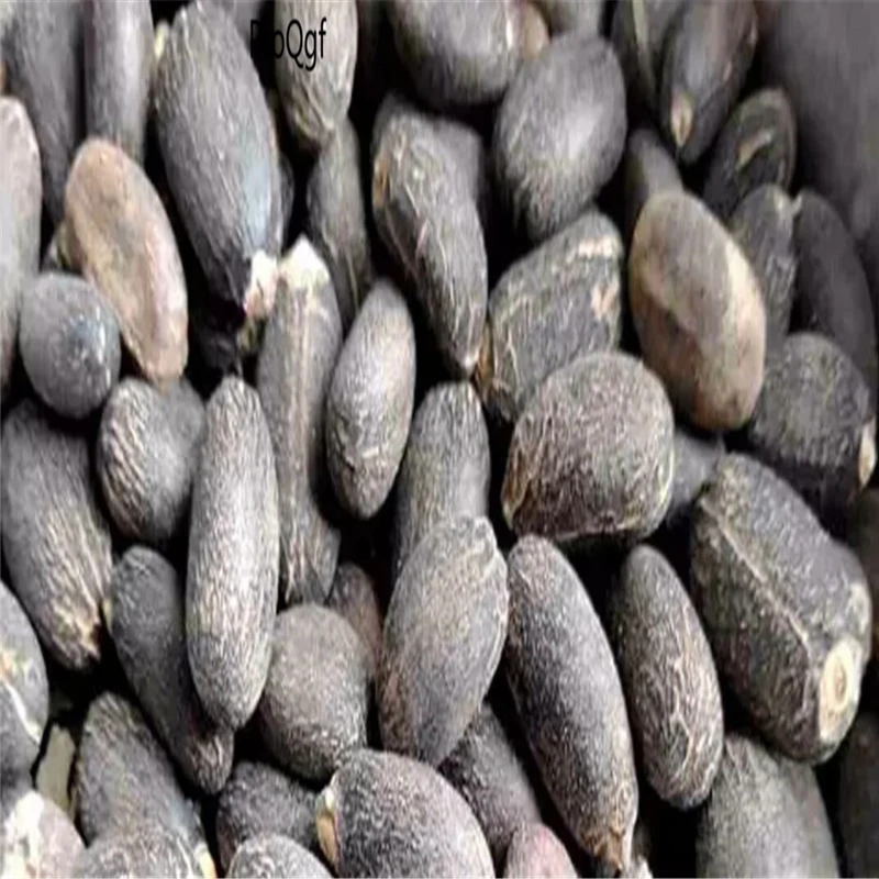 

100Pcs A Set Jatropha Carcas Ma Feng Shu