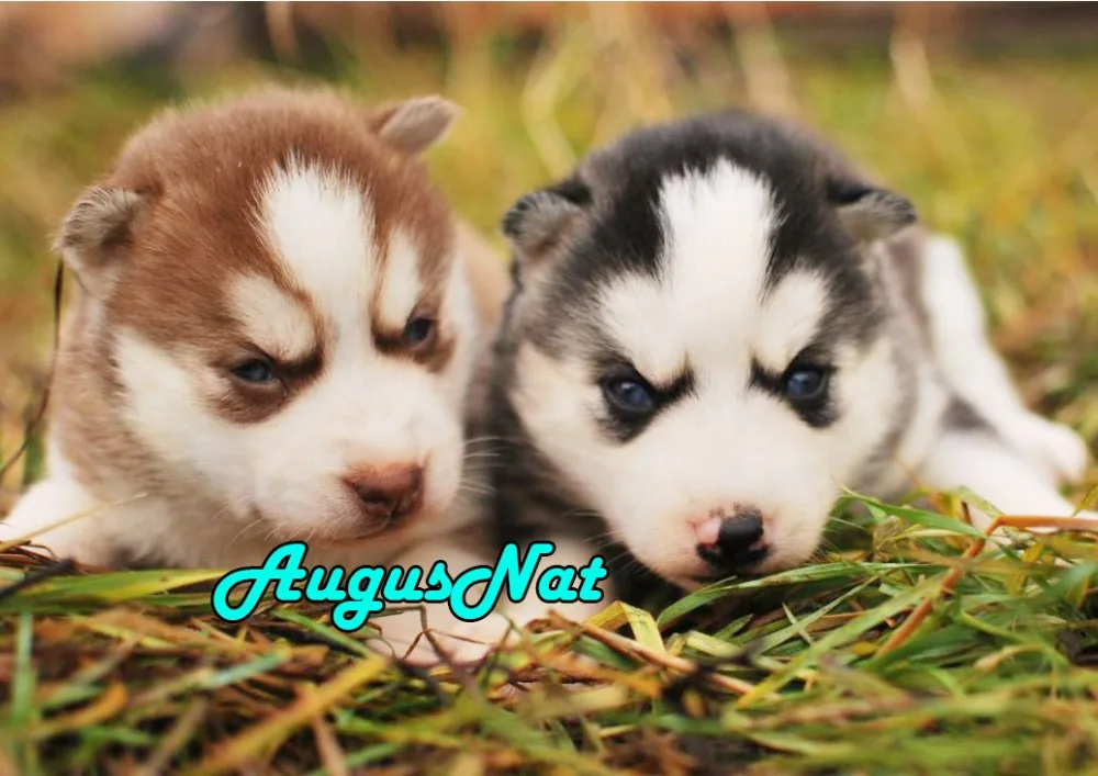 Картина из страз husky вышивка с изображением щенка мозаика наклейки животными