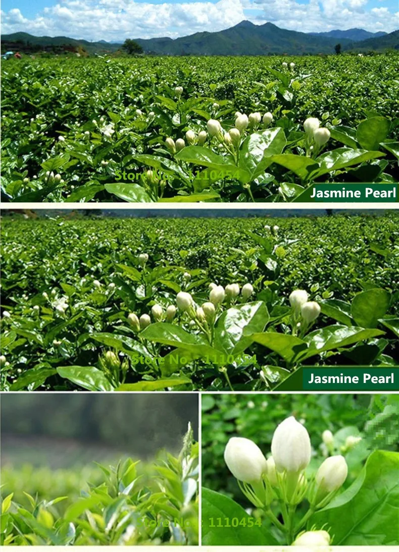  Hot sale ! new Organic Jasmine Flower Tea jasmine scented Green tea 250g the tea Freeshipping mo li hua cha 