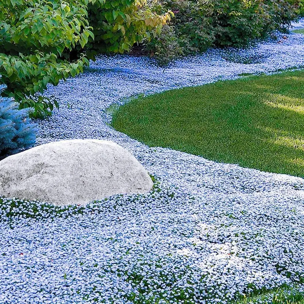

100 Pcs Blue Foot Grass Bonsai Outdoor Gardening Yard Ground Cover Plants Blue Star Creeper Hot sales Home lawn Wildflower