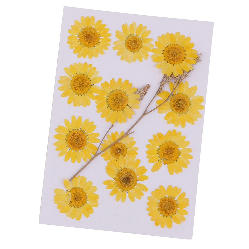 

12 Pressed Dried Flower Dry Chrysanthemum for DIY Craft Bookmark Card Making