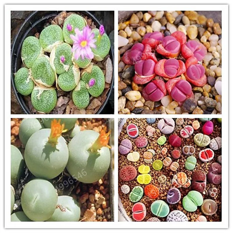 

500pcs Exotic Mini Succulent Rare Succulent Perennial Herb Plants Bonsai Pot Flower Indoor for Garden Flore Pot