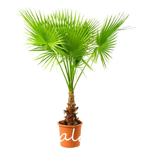 

10 Pcs Mixed Cycas Bonsai, Sago Palm Tree Plant, Dwarf Cycas Tree Bonsai High germination Rate Rare Potted Plant For Home Garden