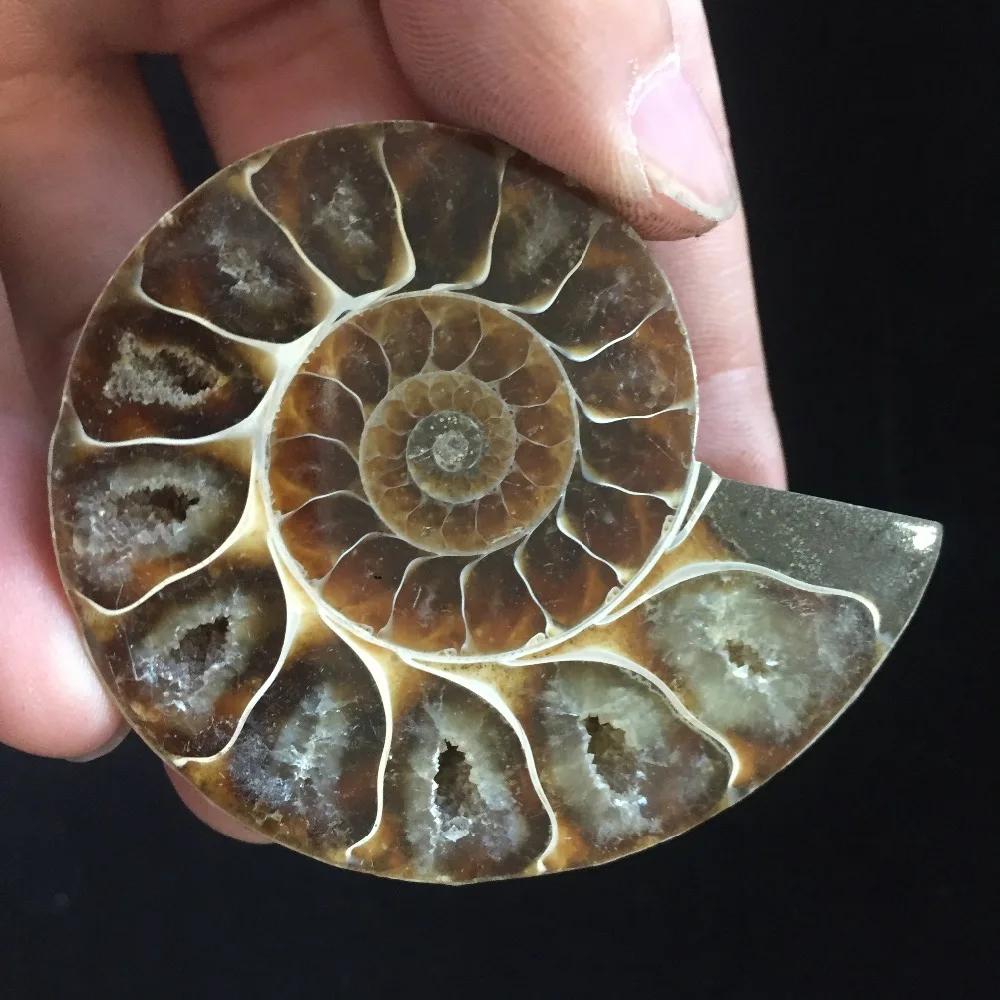 Today's Deal -59g Natural Ammonite Fossil Conch Shell Specimen