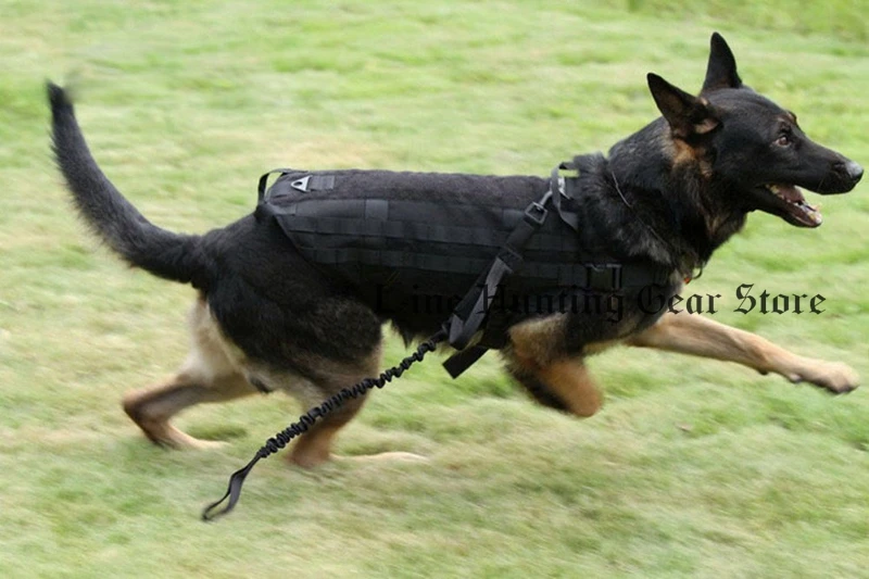 Dog-23