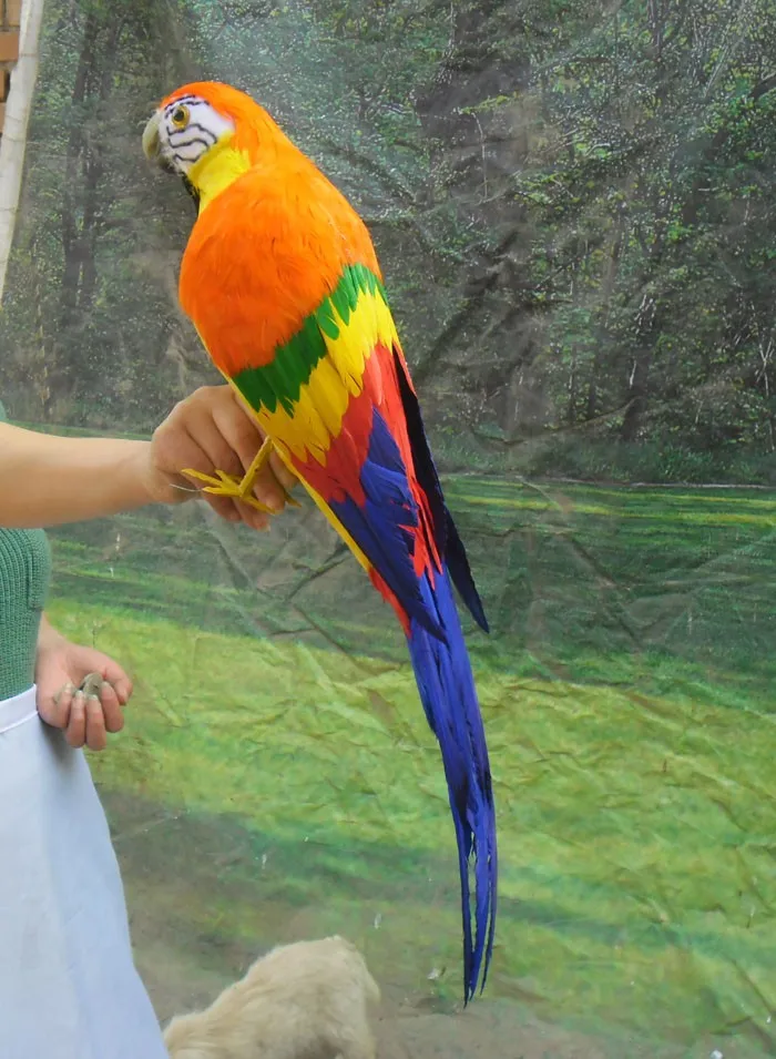 Моделирование попугая Макау красивые цветные перья попугая игрушка большой 65 см модель украшения дома Рождественский подарок h1118