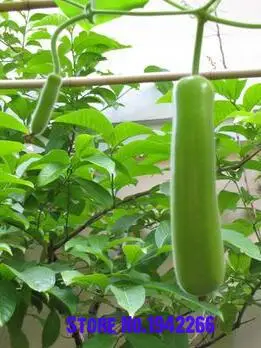 

Home Garden Decoration Green Zucchini Bonsai 10pcs Healthy Vegetable Bonsai