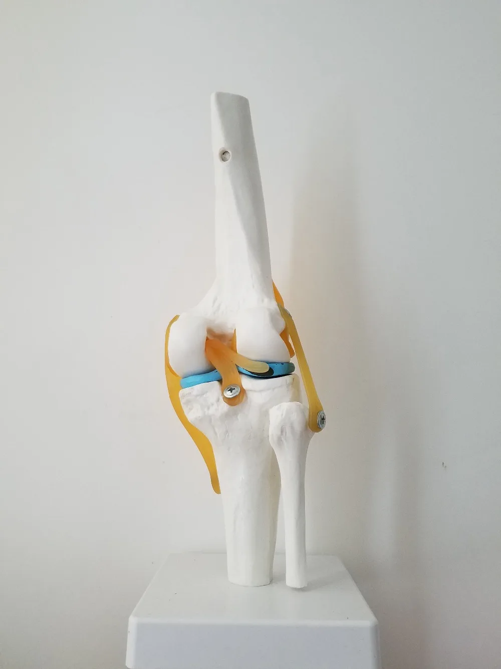 1:1 Human Knee Joint Kits Skeleton skull Model veterinaria Anatomy medical supplies | Канцтовары для офиса и дома