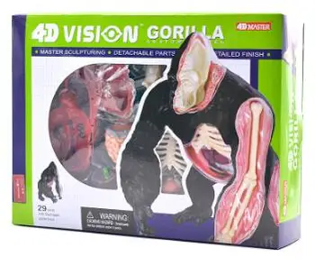 

4D Master simulates the assembly model of gorilla anatomy group