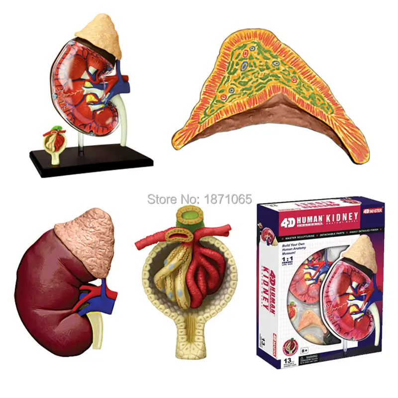 4D мастер секция кожи анатомия модель Анатомия медицинская голова человека почек модель скелета, черепа научные развивающие игрушки