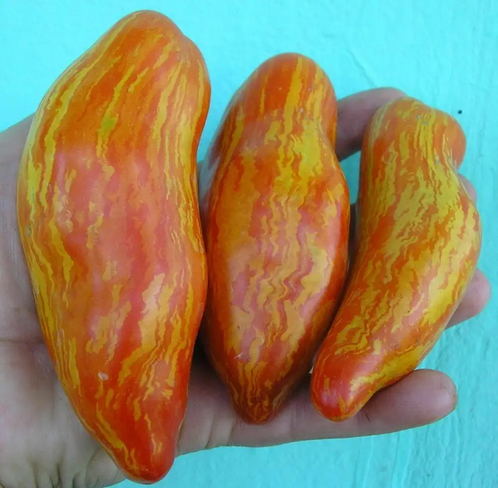 

100PCS High-Quality " Feather Firebird (Striped plum) " Tomato semillas - bonsai fruit & vegetables plant sementes