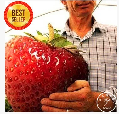 

Best-Selling!strawberry giant strawberry bonsai sweet four seasons,Rare, Fragrant, Sweet & Juicy - 200 garden/Bag,#N7K9UM