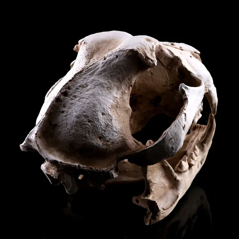 Realistic Dog Canine Skull Head Resin Model  Teaching Skeleton White 