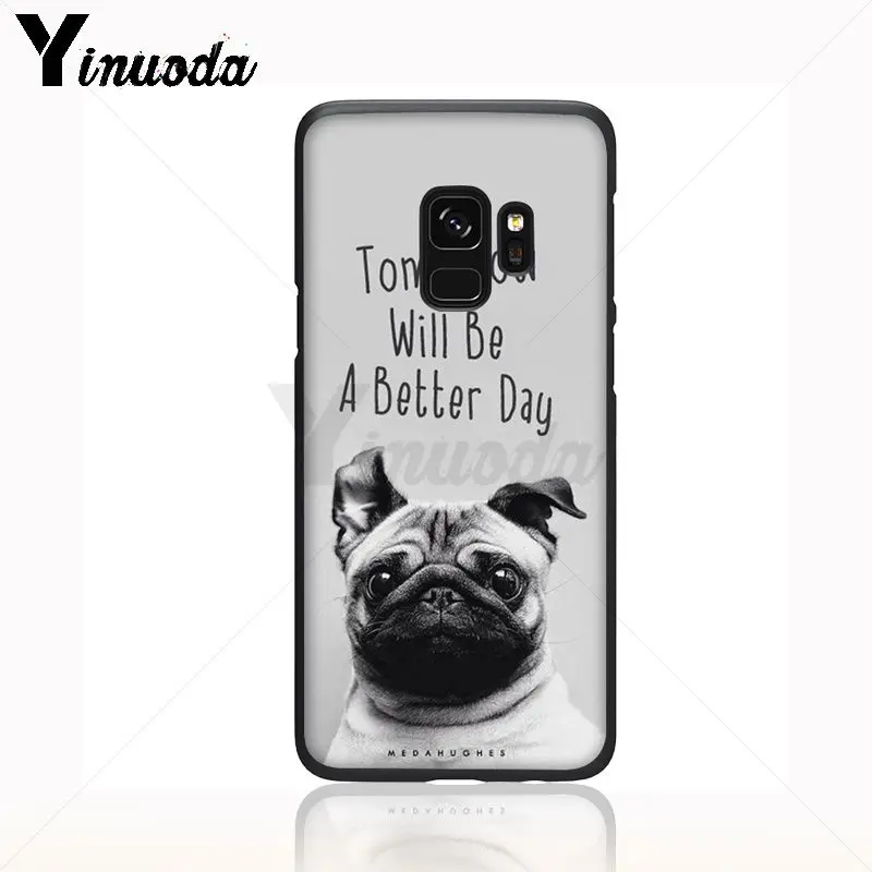 pug dog animal