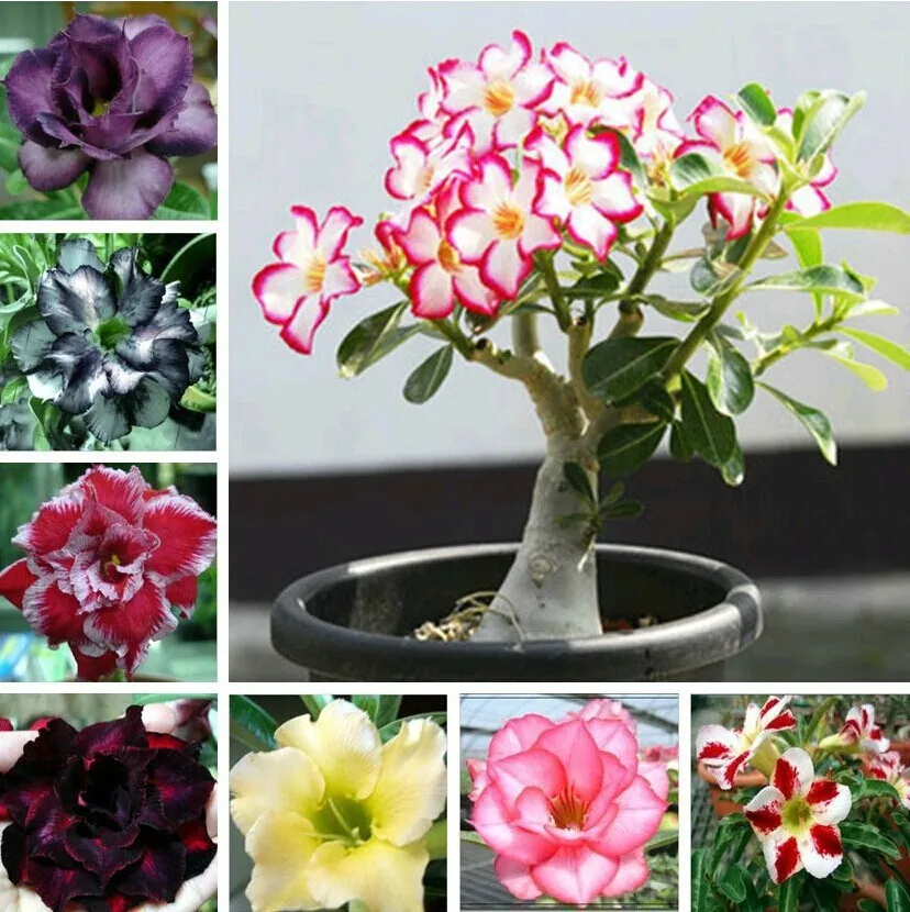 Rare desert plant ! 5pcs Desert Rose Flower Seeds Adenium obesum Seeds