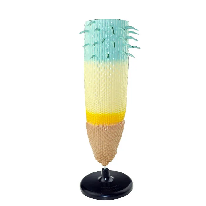 

Plant Root System Anatomical Model Root Profile Models Cognize Root Structure Props Biologic Teaching Aids Supplies