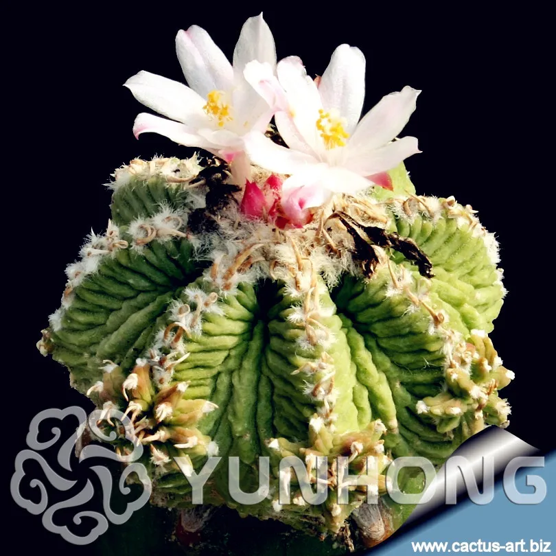 

100pcs Wholesale 100% authentic Mix Wrinkle Ridge Ball Lithops Bonsai Succulent Plants Bonsai rare plants, Bonsai organic