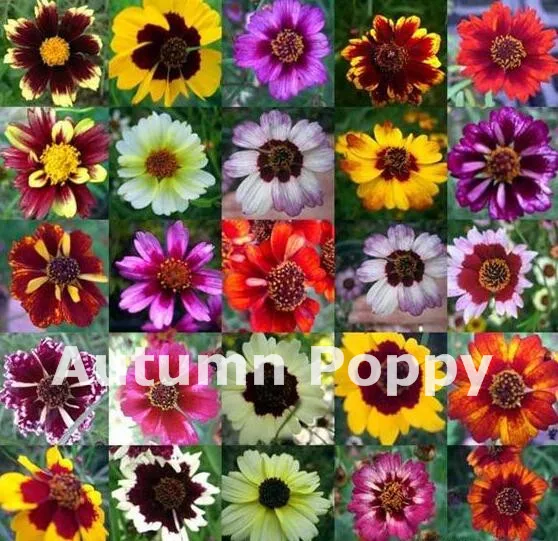 

100 Pcs New Amazing Rainbow Coreopsis Flower Bonsai, Rare Cosmos Chrysanthemum Diy Home Garden Flowers Beautiful Your Garden