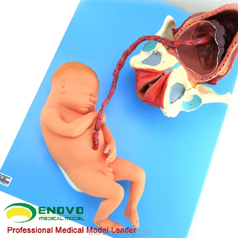ENOVO Беременность Плод женский полный срок плод роды и роды плацента Материнская и Акушерская модель ухода