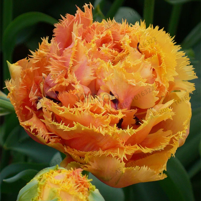 5 шт. тюльпаны двойной луковицы(не тюльпаны Флорес) Цветочные луковицы карликового дерева тюльпаны луковицы корень tulipanes садовое растение для сада - Цвет: 18